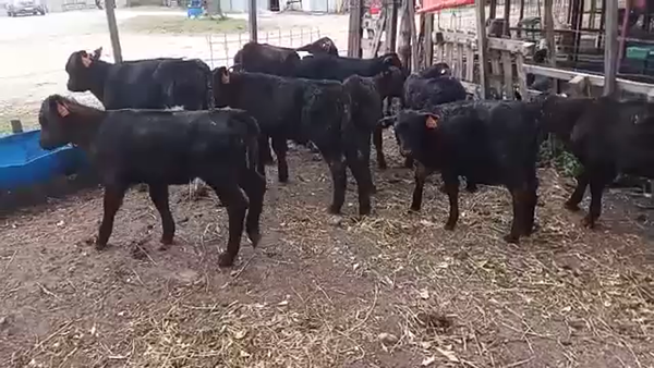 Lote 12 Terneros y Terneras ANGUS Y CRUZA 60kg - , San José