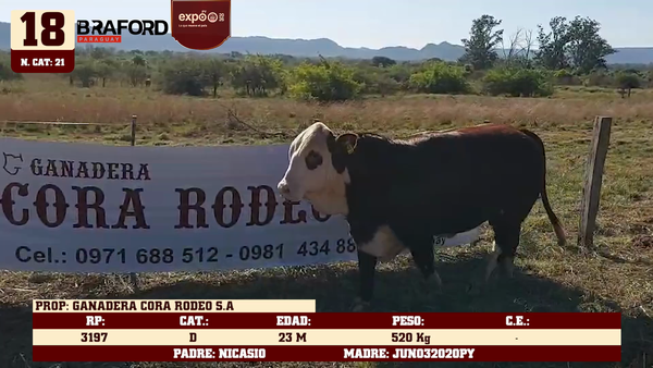 Lote LOTE 18