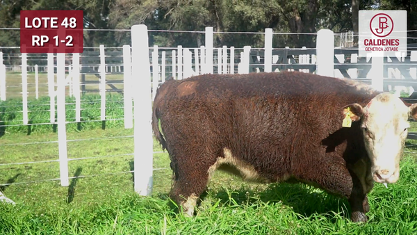 Lote VAQUILLONAS PR PREÑADAS PARICIÓN PRIMAVERA SELECCIONADAS