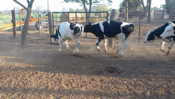 Lote 20 Novillitos Holando en San Pedro, Córdoba