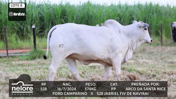Lote LOTE 8