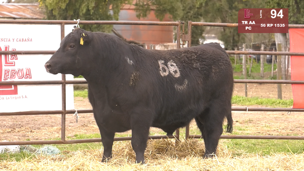 56 1535 — TOROS ANGUS NEGROS  PC