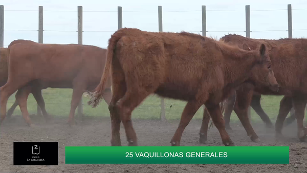 Lote HEMBRAS LA CARMELITA