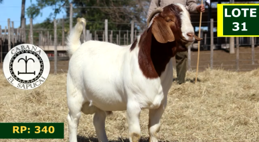 Lote CAPRINOS MACHOS 31