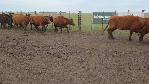 Lote 80 Vacas con Cría en Balcarce