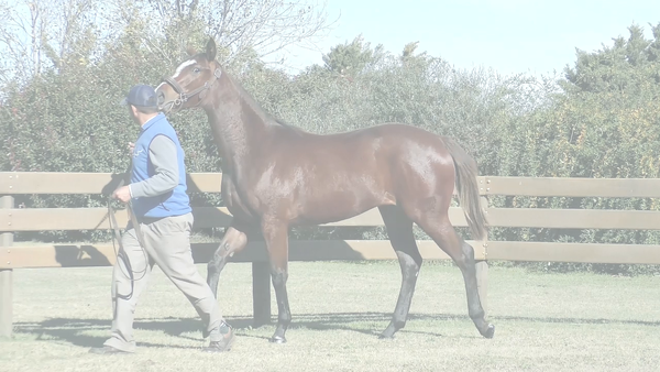 Lote ALMA DESNUDA (BACKYARD HEAVEN - SKYLER)