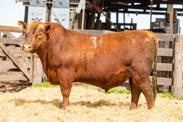 Lote Toro PC