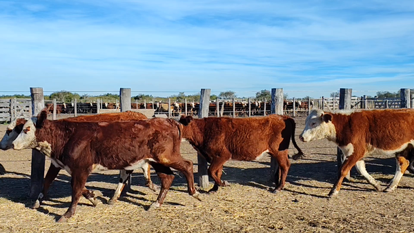 Lote 65 Terneras y Vaquillas en Corrientes, Curuzu Cuatia