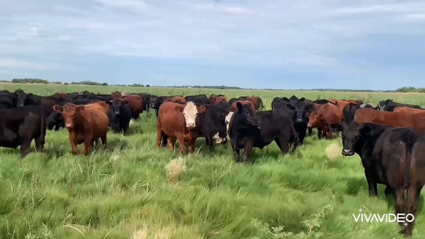 Lote 301 Novillitos en Castelli, Buenos Aires