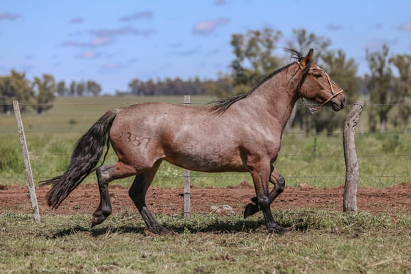 Lote DEL SILENCIO PIRU