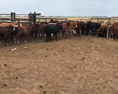 Lote 80 Terneros en Bella Vista, Corrientes