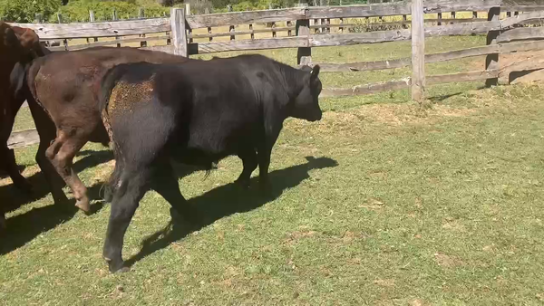 Lote 20 Novillo Engorda en Aysén, XI Región Aysén