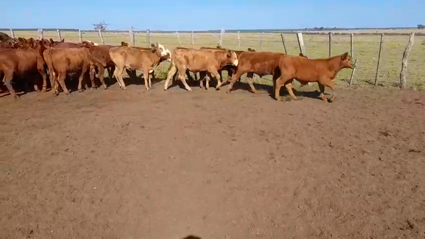 Lote 120 Terneros/as