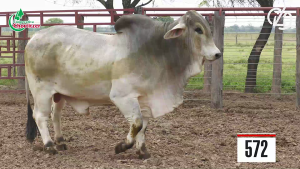Lote Brahman