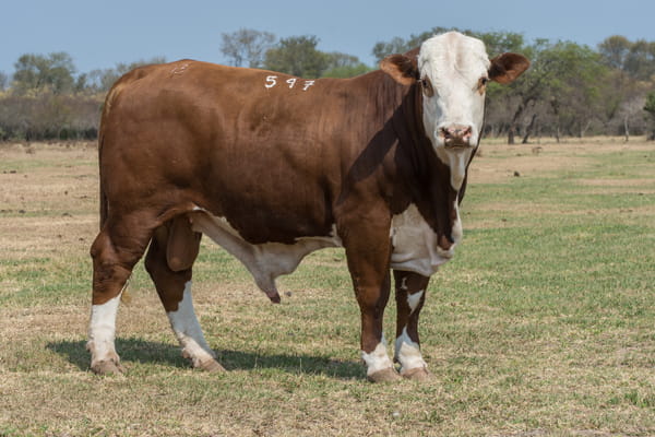Lote Corral 6/7/8 - CABAÑA ESTANCIA VIEJA
