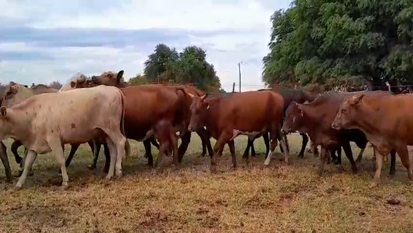 Lote 25 Vacas nuevas C/ gtia de preñez