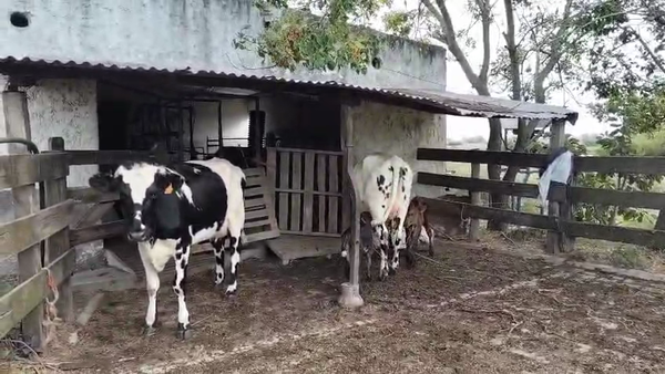 Lote 4 Vaquillonas , San José