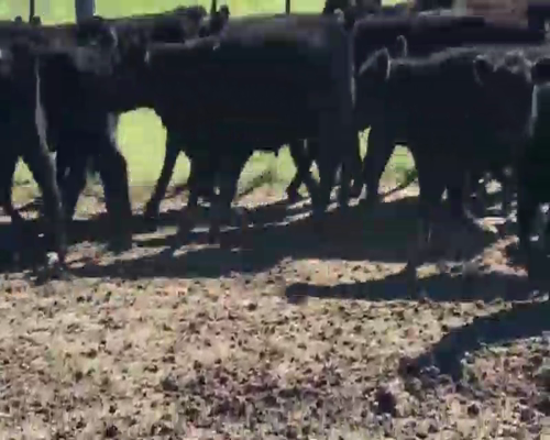 Lote 30 Terneros en Gral. Paz, Buenos Aires