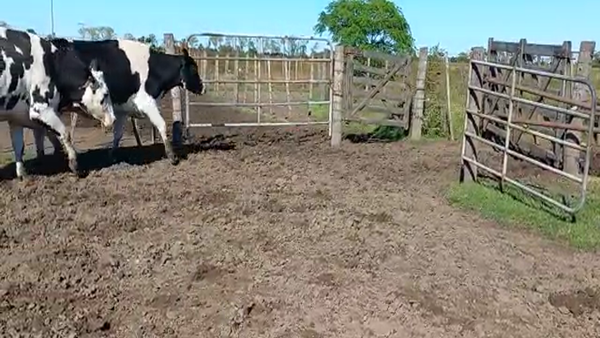 Lote Vaquillonas Preñadas - Rubén Forni