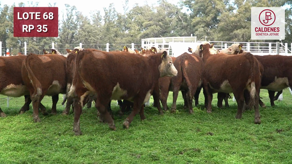 Lote VAQUILLONAS PURAS REGISTRADAS PREÑADAS POR SERV. NATURAL PARICIÓN PRIMAVERA