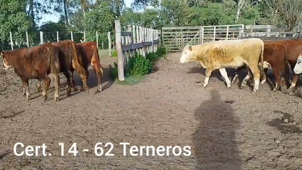 Lote TERNEROS
