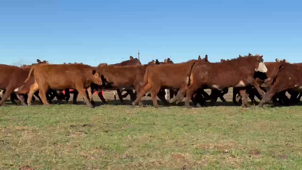 Lote 180 Novillitos en Entre Ríos, San Jaime