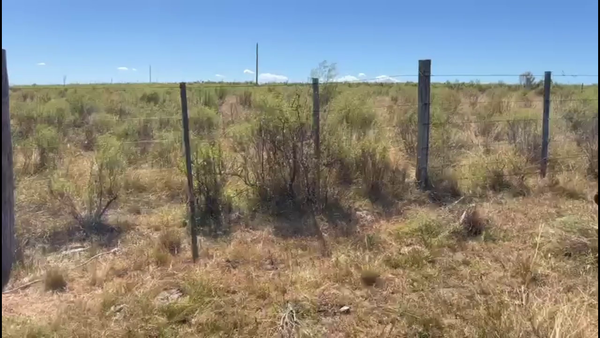 Lote NOVILLOS 2 A 3 AÑOS