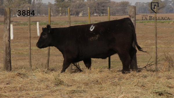 Lote VAQUILLONAS PURAS DE PEDIGREE