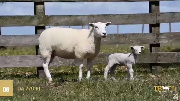 Lote Borregas, Cerro Largo