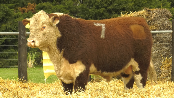 7 - 41316 — TOROS HEREFORD PURO REGISTRADOS