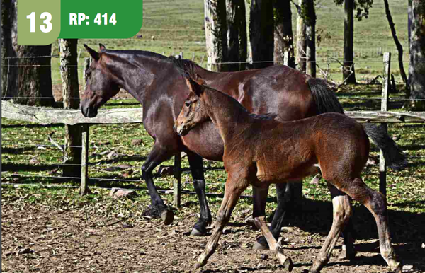 Lote GARANTIA CUARTEADOR