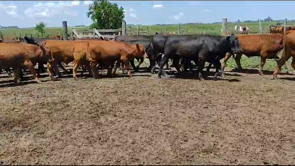 Lote 27 Novillitos en Chascomús, Buenos Aires