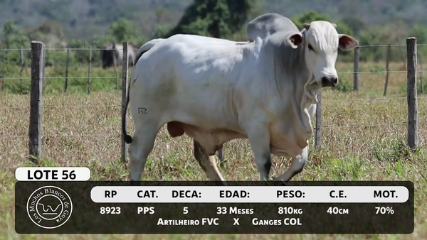 Lote LOTE 56