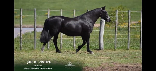 Lote JAGUEL ZIMBRA