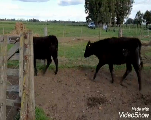 Lote 8 Terneros/as en Laprida, Buenos Aires