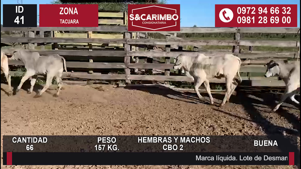 Lote TERNEROS/AS CBO 2