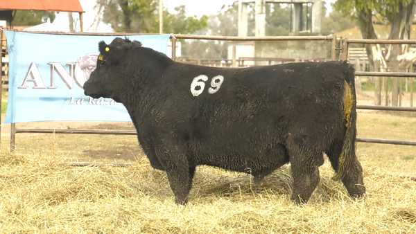 Lote TOROS ANGUS NEGROS  PC