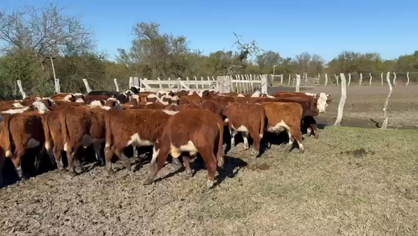 Lote 60 Terneros