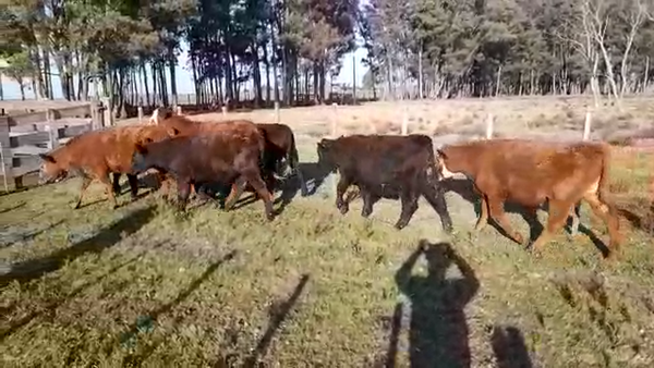 Lote (Vendido)7 Novillos CRUZAS CARNICERAS 300kg -  en AGRACIADA