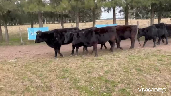 Lote 8 Vaquillonas P/ Servicio