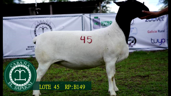 Lote RP B149