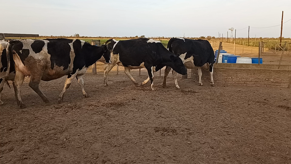 Lote 11 Vaquillonas adelantadas Holando Argentino en Porteña , Córdoba