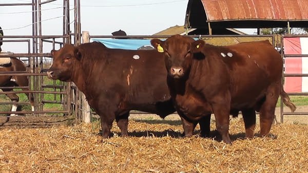 Lote TOROS ANGUS PURO DE PEDIGREE