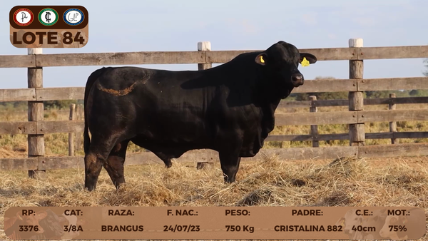 Lote LOTE 84