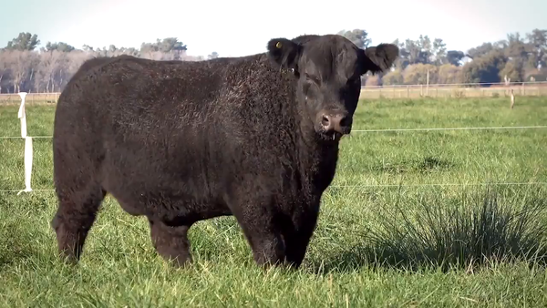 Lote Toros PP y PC a campo con DEPs