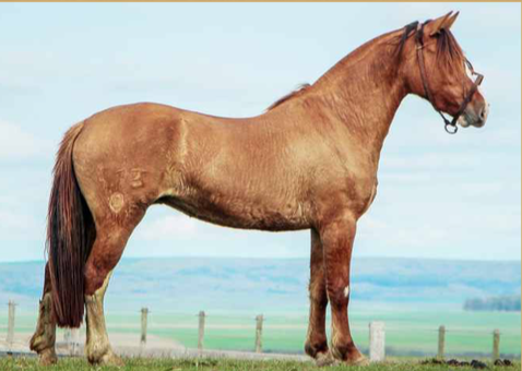 Lote SALTARINA 413 DE LA CASILLA