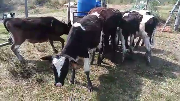 Lote 6 Terneros HOLANDO 130kg - , San José