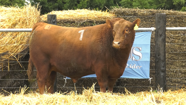 1 - 4210C — TOROS ANGUS PURO CONTROLADO