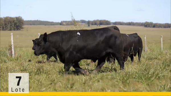 Lote (Vendido)Toros, Montevideo