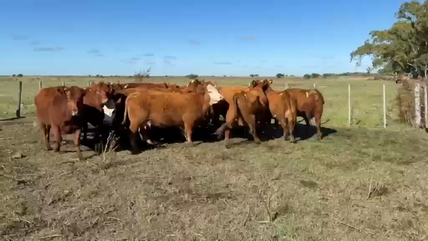 Lote 18 Vacas medio uso C/ gtia de preñez